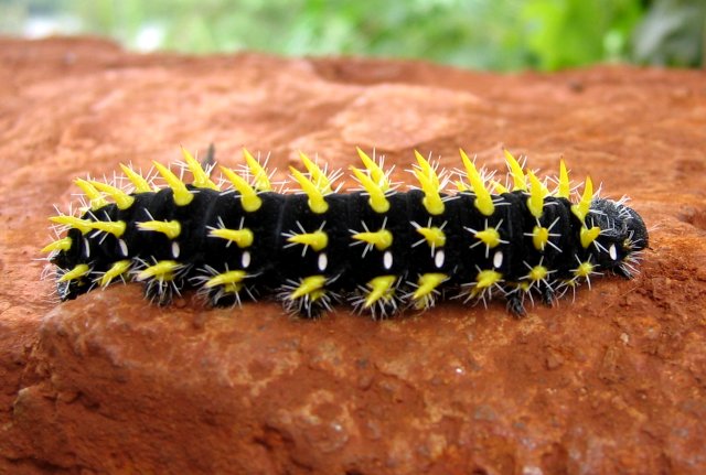 caterpillar