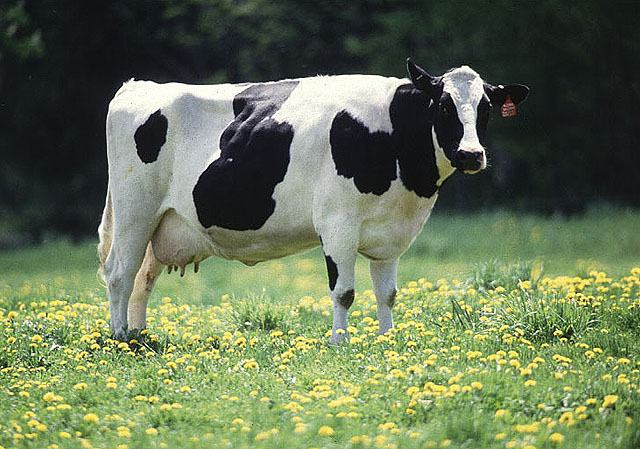 cow.jpg